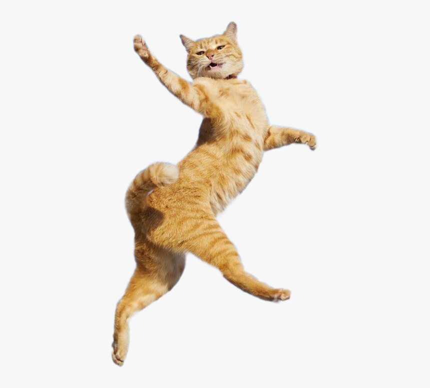 Коты 10 часов. Кот танцует. Радостный кот. Танцующая кошка. Кот прыгает.