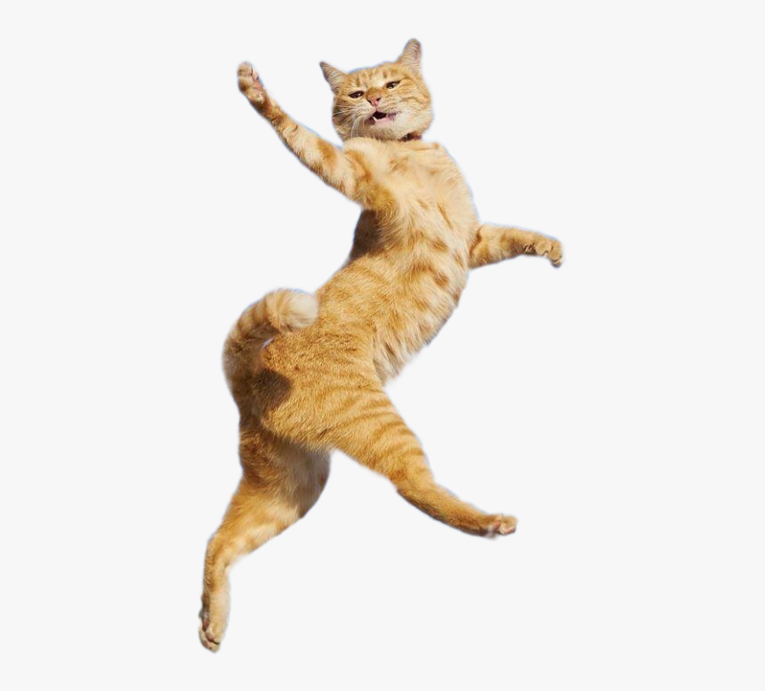 Танцующий котик. Jumping Cat. Джамп кат. Jumping Cats Екатеринбург. Cat Jump Freshman Cat.